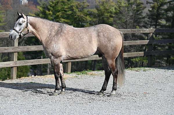 aqha-gelding-quarter-horse