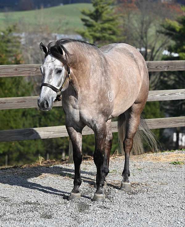 auction-quarter-horse