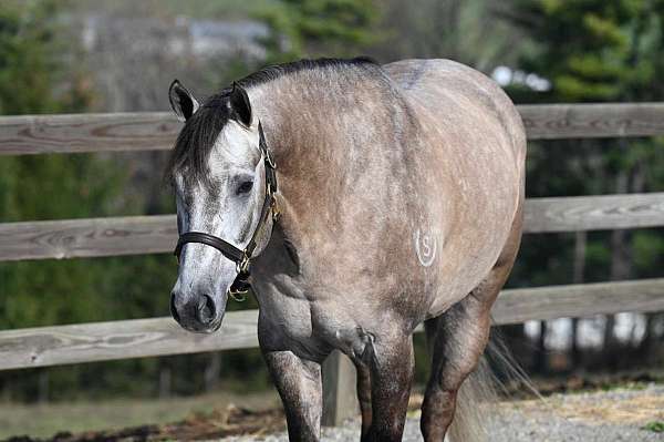 bid-quarter-horse