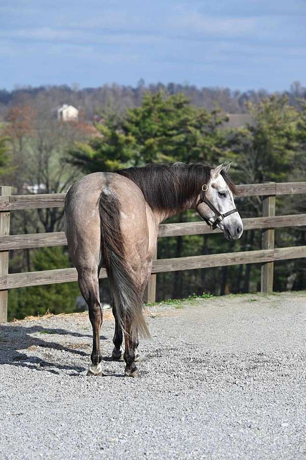 branding-quarter-horse