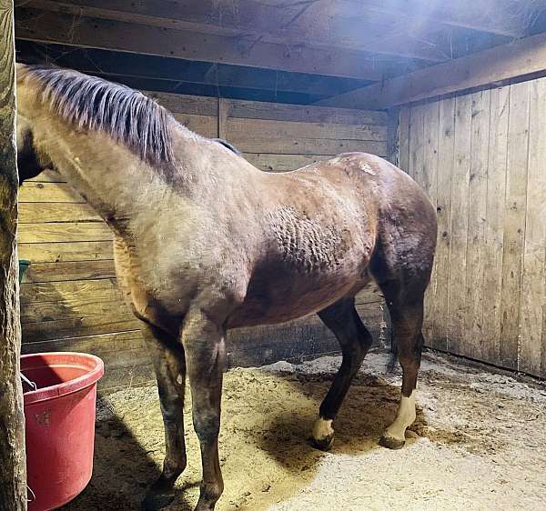 chestnut-thoroughbred-mare