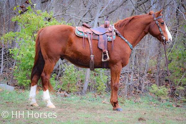 all-around-quarter-horse