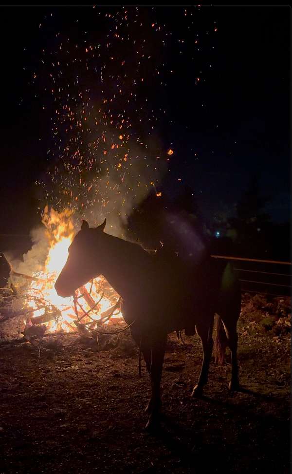 calf-roping-quarter-horse