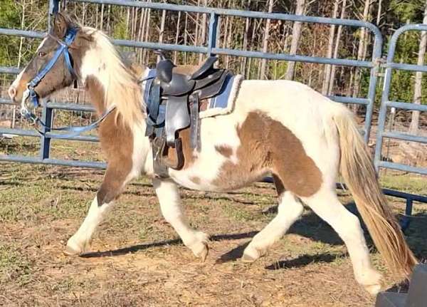 pinto-paint-tobiano-horse