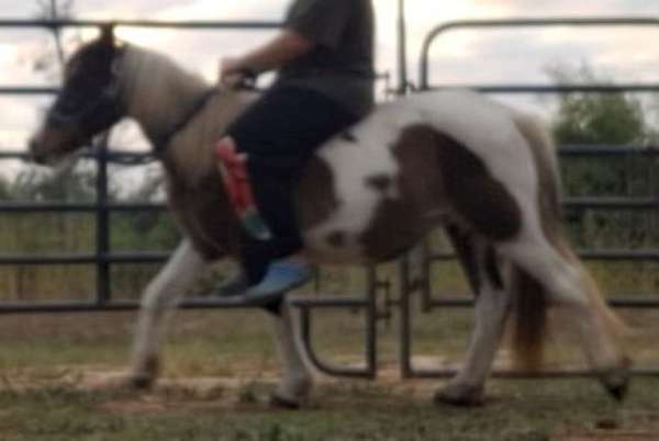 pinto-paint-tobiano-horse