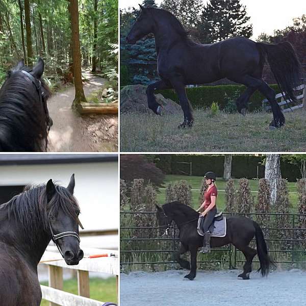 black-friesian-gelding