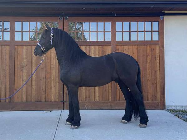 all-friesian-horse