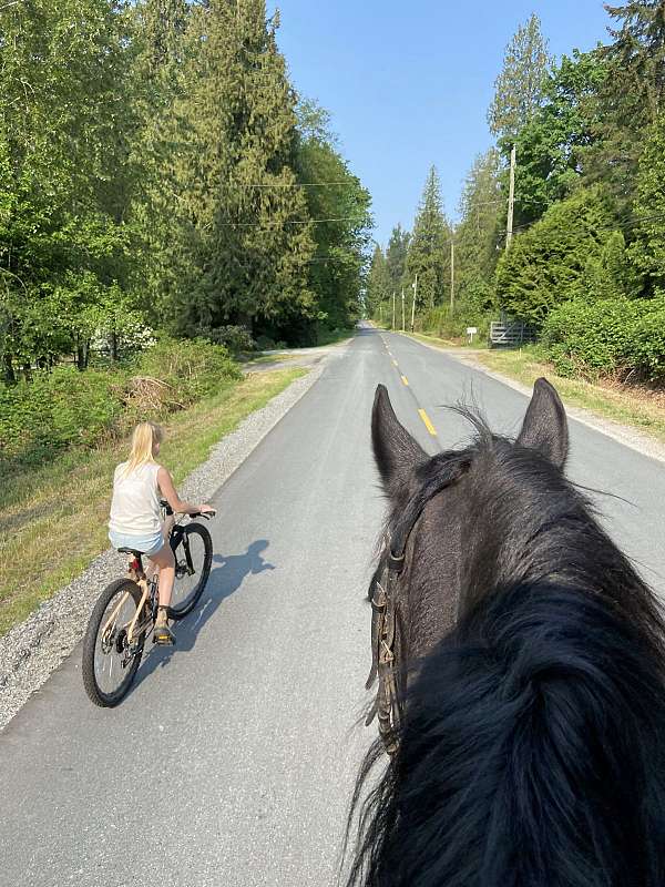 attention-friesian-horse