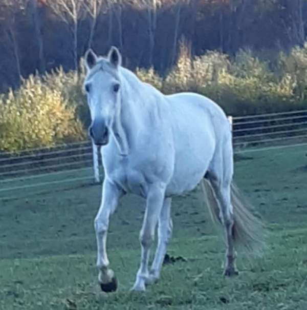 grey-tennessee-walking-mare