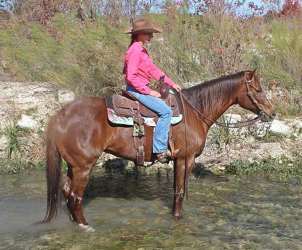 drill-team-quarter-horse