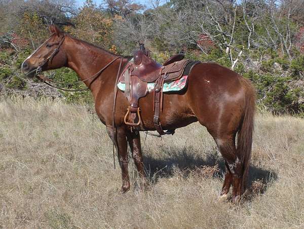 english-pleasure-quarter-horse