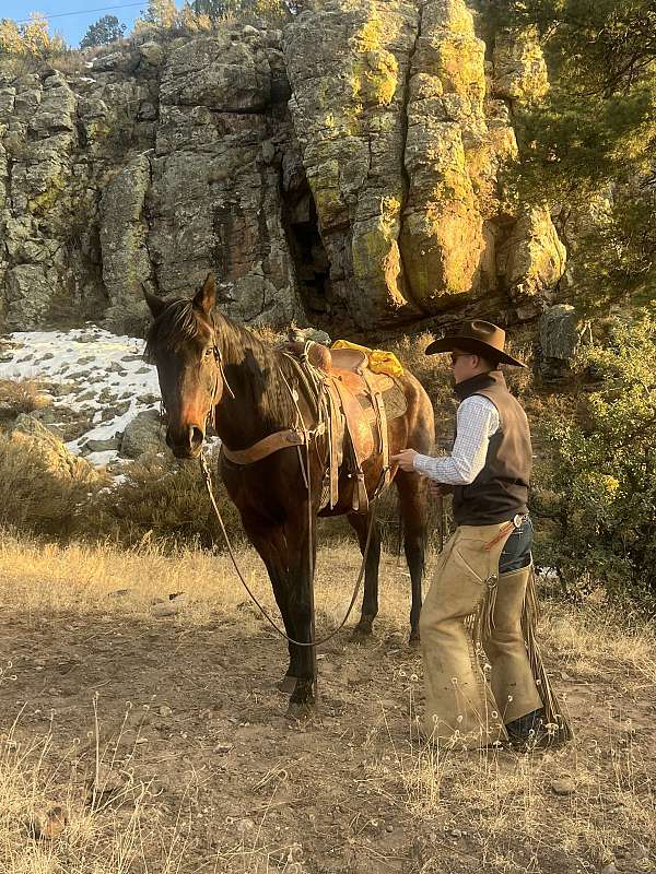 ranch-work-quarter-horse