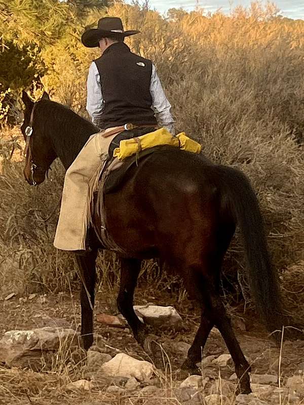 trail-riding-quarter-horse