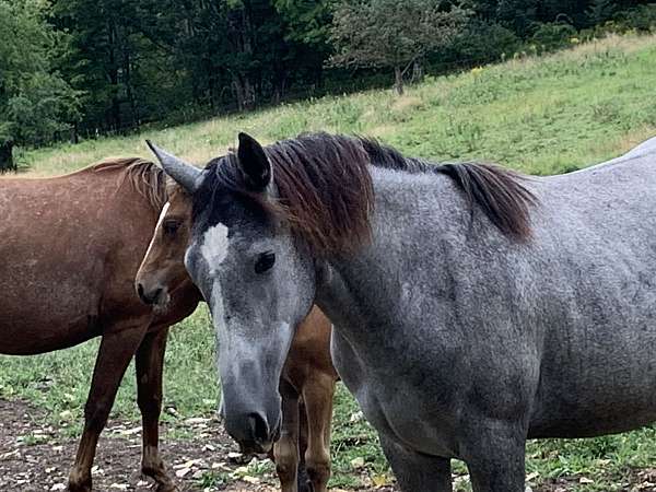 all-around-western-riding-appaloosa-horse