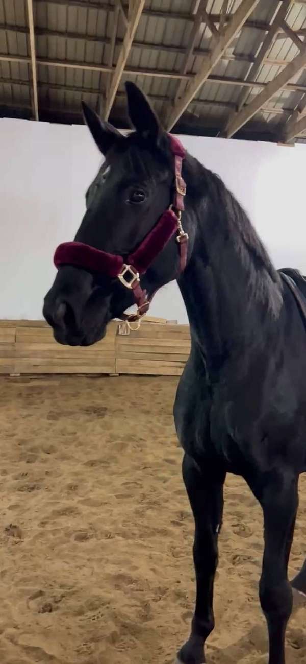 homozygous-black-hanoverian-horse