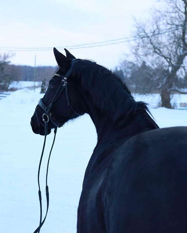 beauty-hanoverian-horse