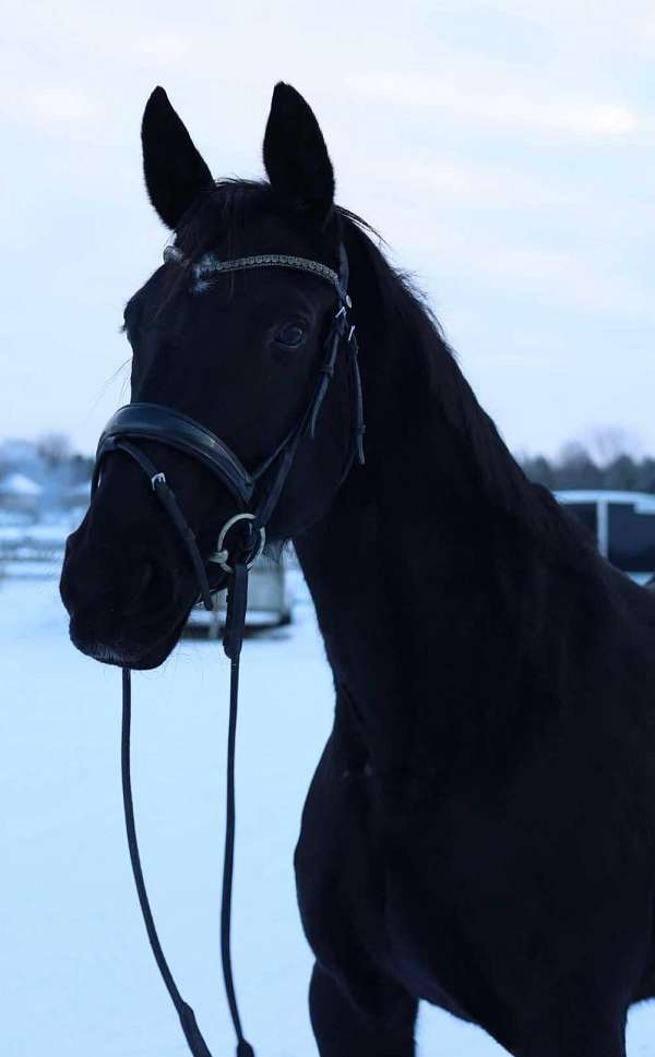 begginers-hanoverian-horse