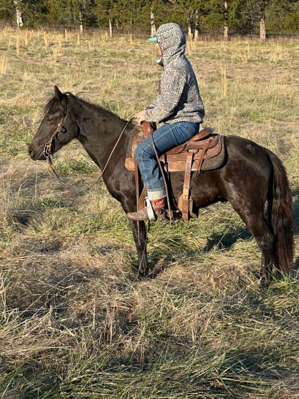 youth-pony-quarter-horse