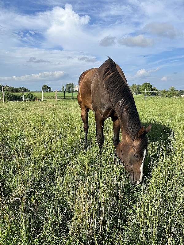 bay-appendix-gelding-mare