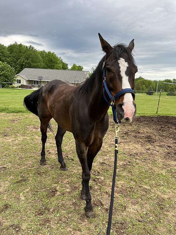 confirmed-appendix-horse