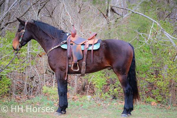 drill-team-cleveland-bay-horse