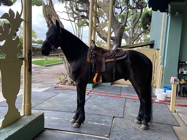 drives-rides-friesian-horse