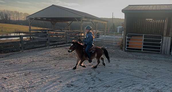 shetland-cross-pony