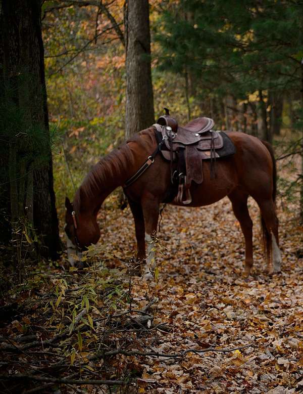 sorrel-blaze-socks-horse