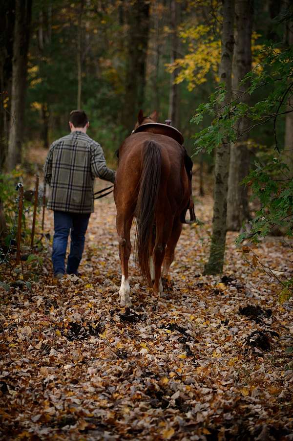 affordable-quarter-horse