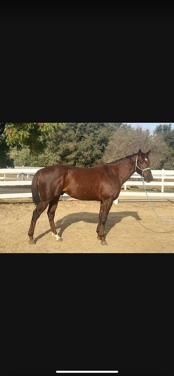 liver-chestnut-star-white-hind-sock-horse