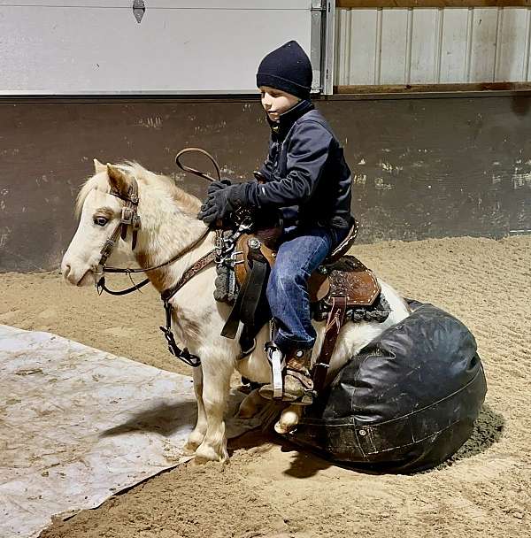 pinto-brown-white-pony