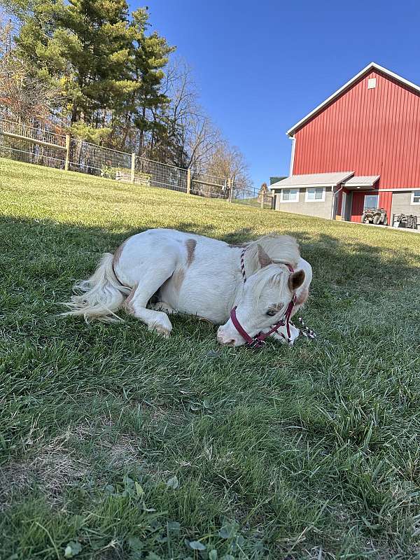 bareback-miniature-pony