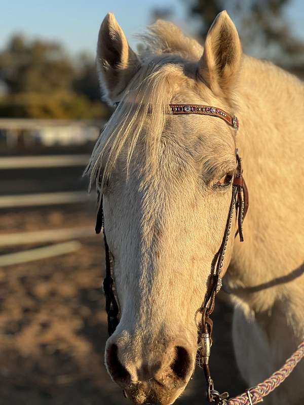 pack-palomino-pony