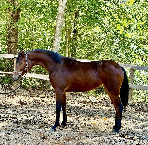 charlotte-half-arabian-horse