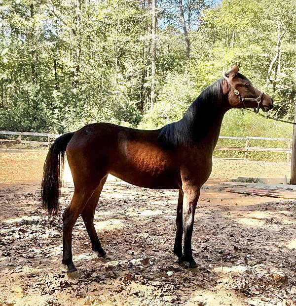 fonzie-half-arabian-horse