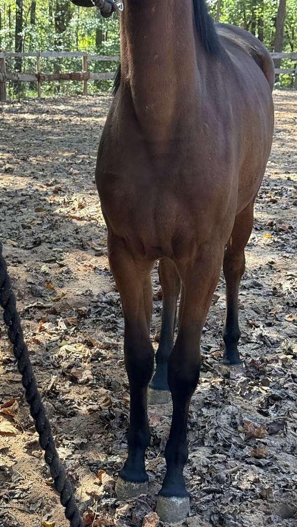 nominated-half-arabian-horse