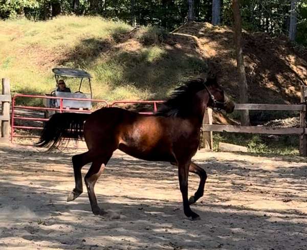 perfect-half-arabian-horse