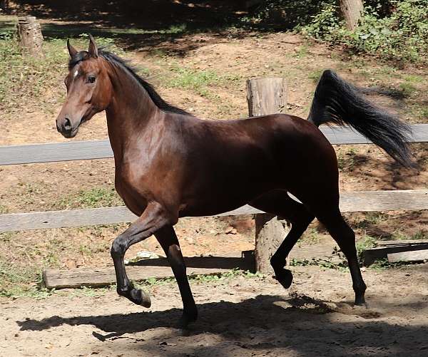 charlotte-half-arabian-horse