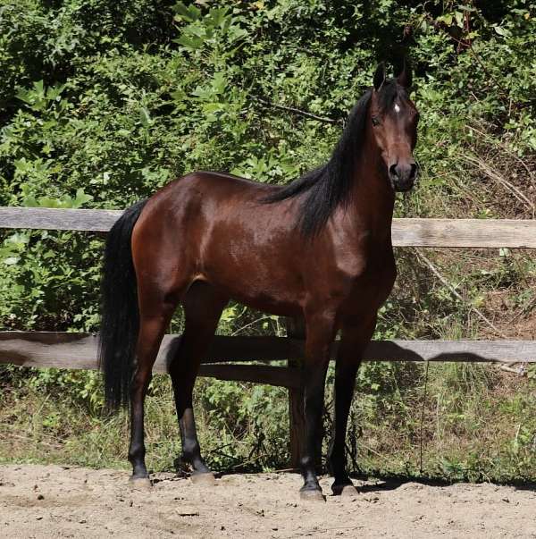 comes-half-arabian-horse