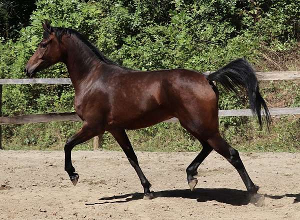 champions-half-arabian-horse