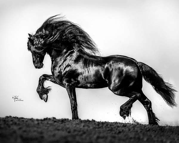 fonzie-half-arabian-horse
