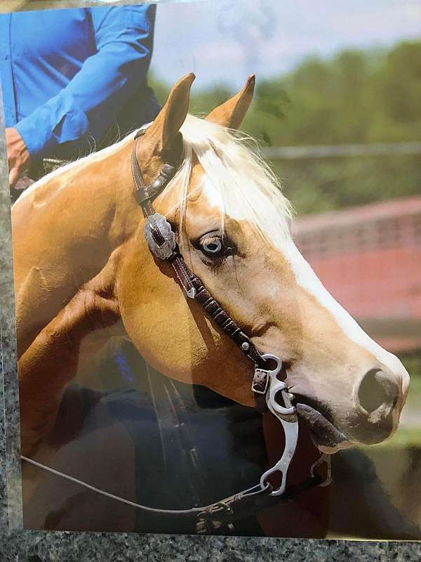 ranch-trail-paint-palomino-horse