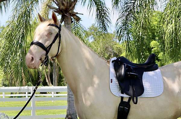 pack-andalusian-palomino-horse