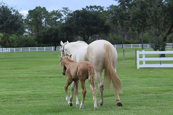 palomino-andalusian-mare-foal