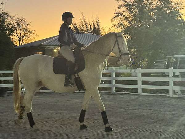 palomino-ancce-ialha-mare-foal