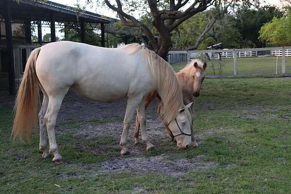 big-beautiful-andalusian-horse