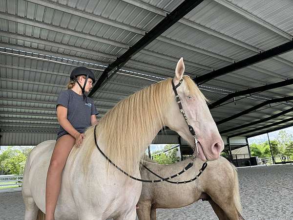 during-andalusian-horse