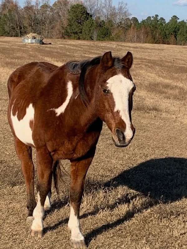 white-horse