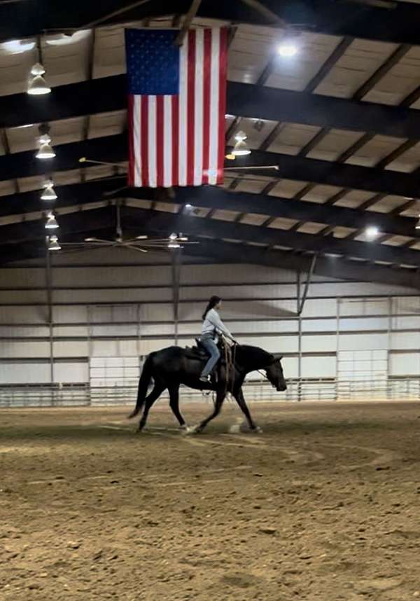 halter-pony-thoroughbred-pony