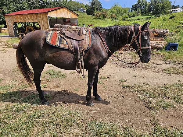 all-around-tennessee-walking-horse